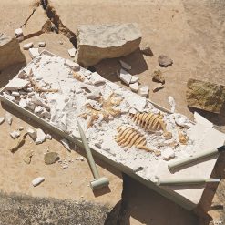 MW Dig It Up! Dino Model: Triceratops -MindWare SHOP dig it up dino model triceratops13940907 a02