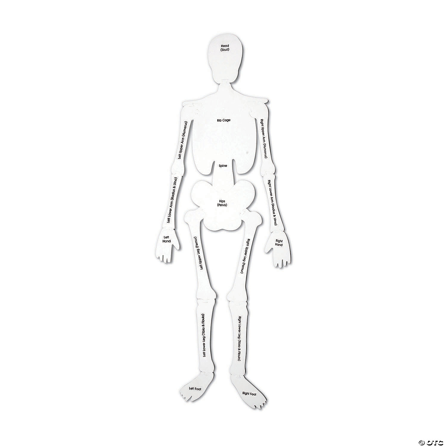 MW Learning Resources® Skeleton Foam Floor Jigsaw Puzzle 4 MW Learning Resources® Skeleton Foam Floor Jigsaw Puzzle - Image 2