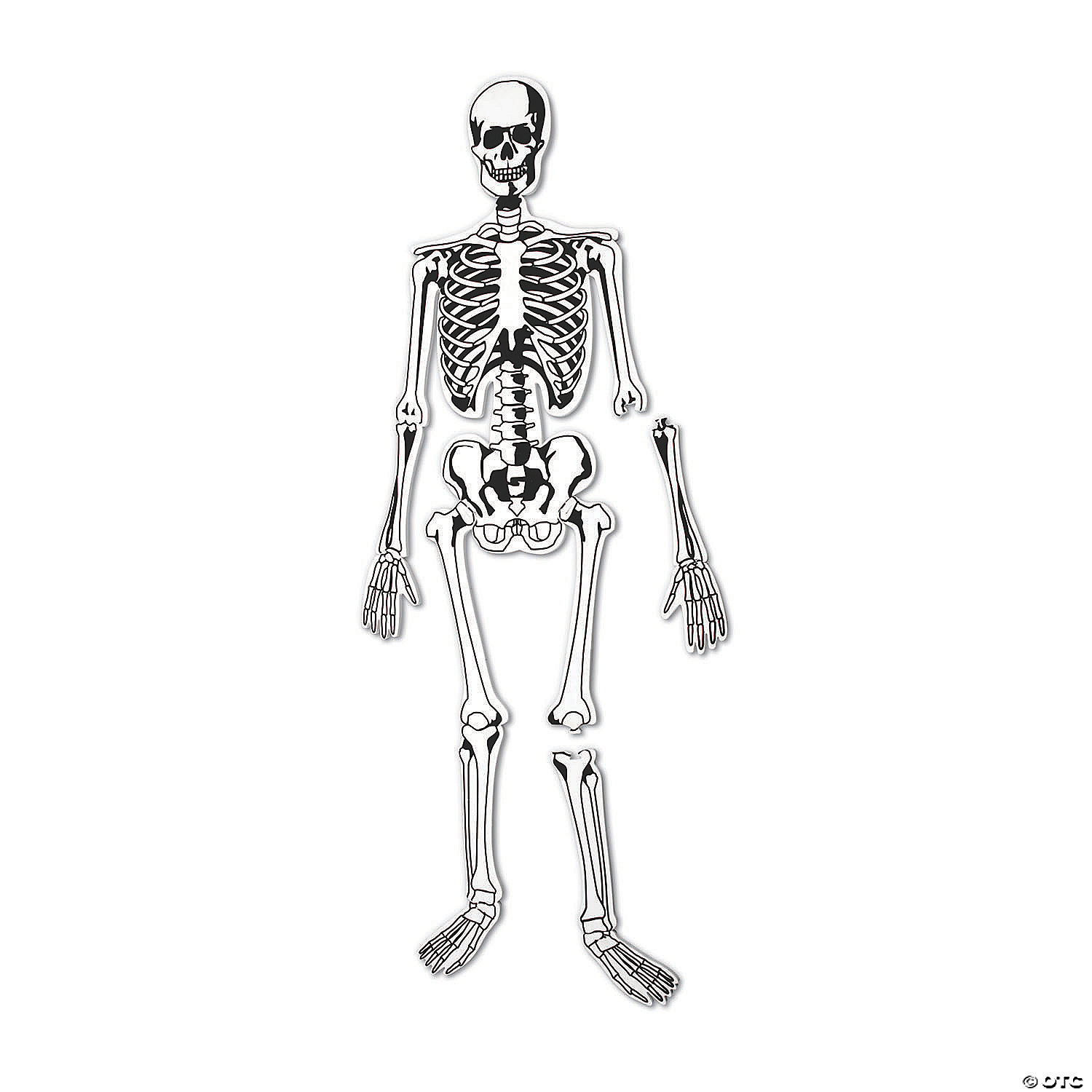 MW Learning Resources® Skeleton Foam Floor Jigsaw Puzzle 5 MW Learning Resources® Skeleton Foam Floor Jigsaw Puzzle - Image 3