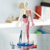 MW Squishy Human Body 1 MW Squishy Human Body -MindWare SHOP squishy human body56164